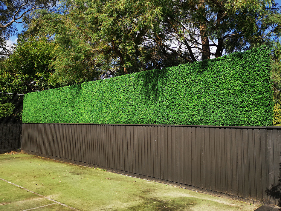 Buxus 4